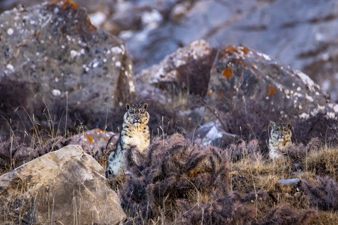 A hópárducok és barátaik - Filmfotók