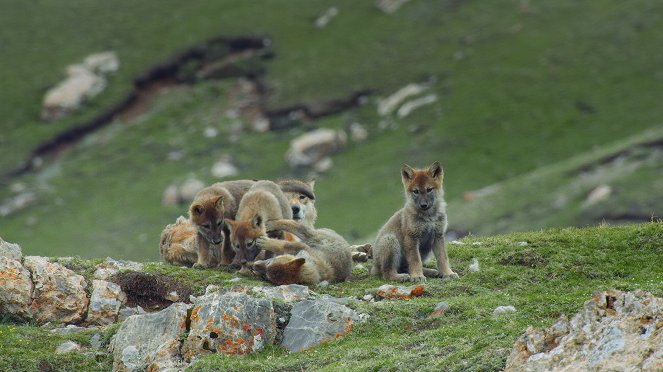 Into the Wild Tibet - Photos