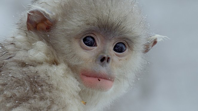 Tibet: Střecha světa - Z filmu