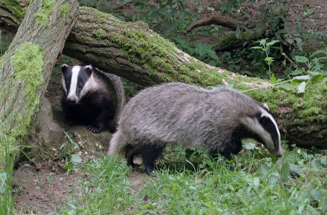The Secret Life of Badgers - Photos