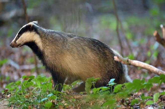 The Secret Life of Badgers - Photos