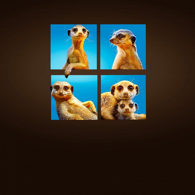 Seznamte se se surikatami - Promo