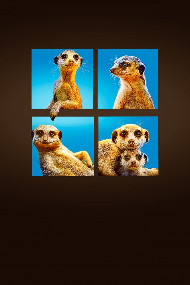 Meet the Meerkats - Promokuvat