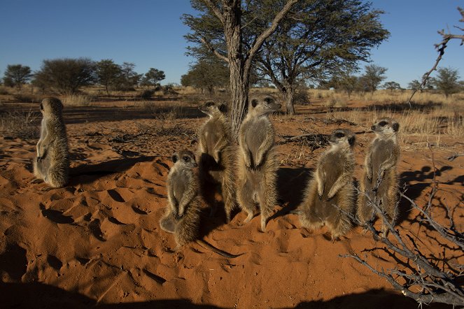 Die Kalahari-Gang - Erdmännchen unter sich - Filmfotos