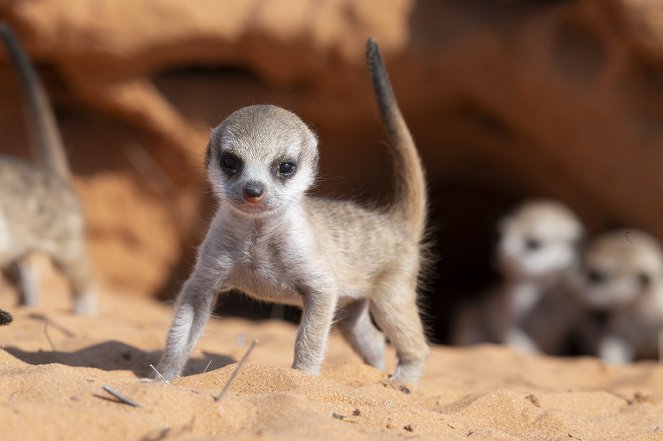 Meet the Meerkats - Van film
