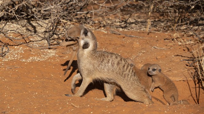 Die Kalahari-Gang - Erdmännchen unter sich - Filmfotos