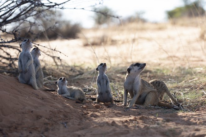 Meet the Meerkats - Photos