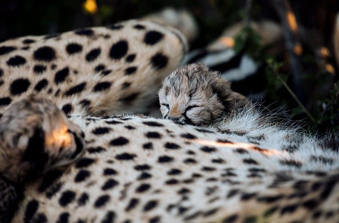 Tierkinder der Wildnis - Usana, die Gepardin - Kuvat elokuvasta