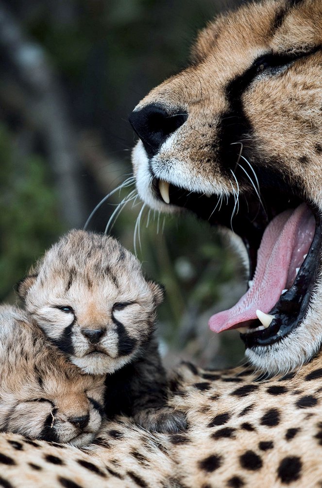 Born To Be Wild - Usana, die Gepardin - Photos