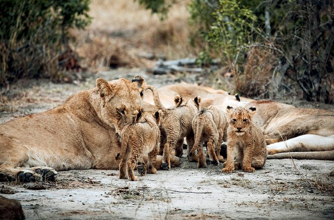 Tierkinder der Wildnis - Chinga, die Löwin - Z filmu