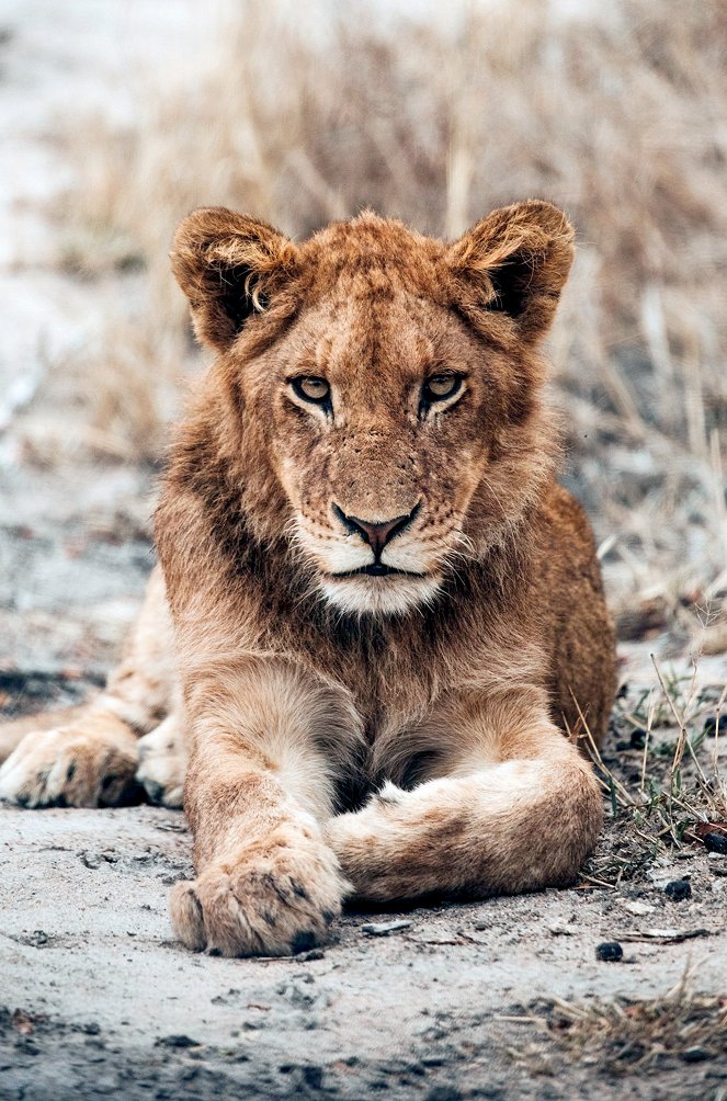 Tierkinder der Wildnis - Chinga, die Löwin - Do filme