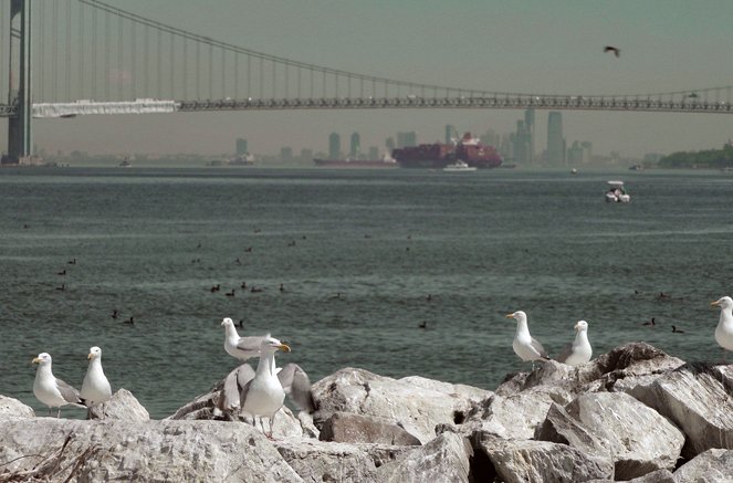 Inselwelt New York - Die Natur kehrt zurück - Film