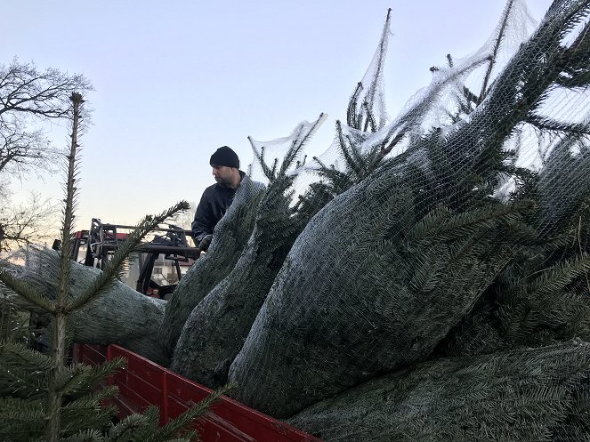 Aus dem Leben der Weihnachtsbäume - Photos