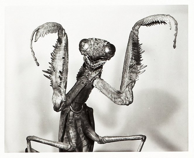 The deadly mantis. El monstruo alado - De la película