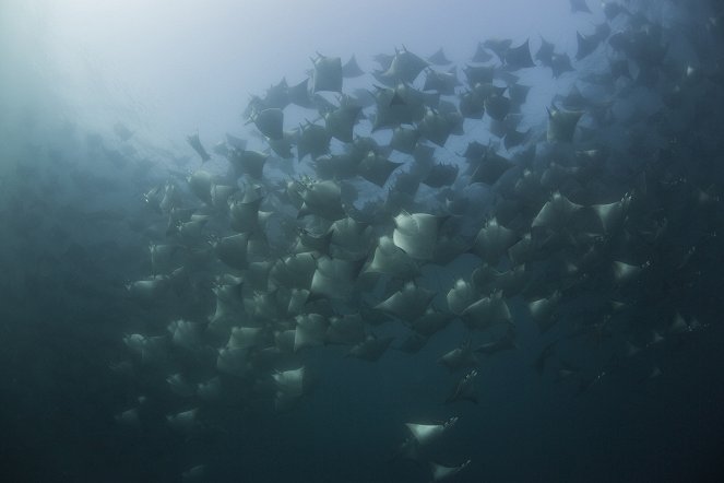 David Attenborough: A kék bolygó - Az óceán világa, Speciális kiadás - Filmfotók