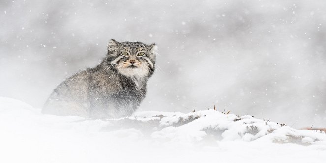 El leopardo de las nieves - De la película