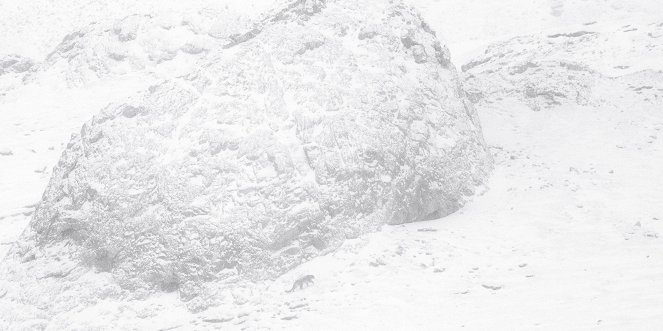Sněžný levhart - Z filmu
