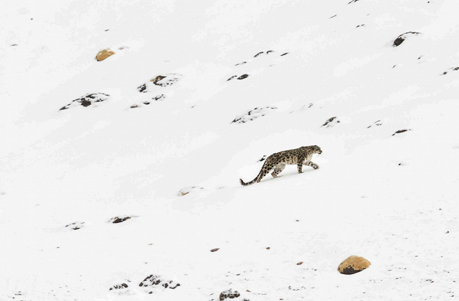 El leopardo de las nieves - De la película