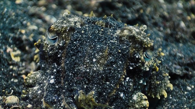 Terra Mater: Stacheln, Fell und Federkleid - Kuvat elokuvasta