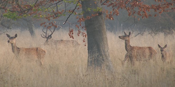 Deer Diary - Photos