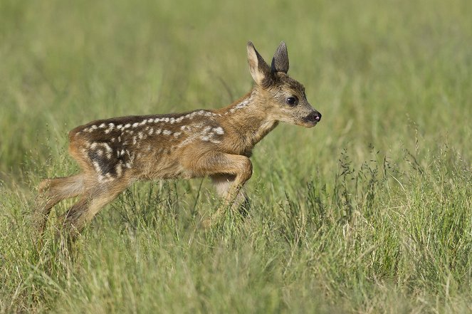 Deer Diary - Photos