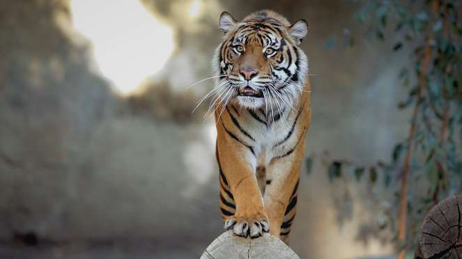 Tiger King: Villi ja vaarallinen tiikeribisnes - Romahdus - Kuvat elokuvasta