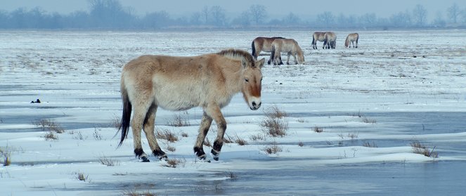 Ungarns wilde Pferde - In den Weiten der Puszta - Filmfotos