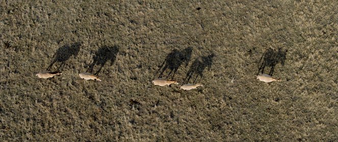 Ungarns wilde Pferde - In den Weiten der Puszta - Filmfotos