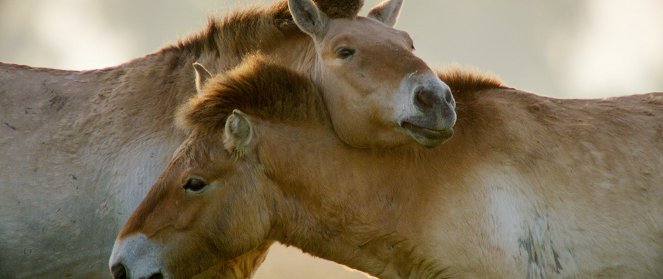 Wild Horses: A Tale from the Puszta - Photos