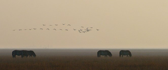 Ungarns wilde Pferde - In den Weiten der Puszta - Filmfotos