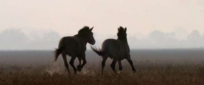 Divocí koně – Příběh z pusty - Z filmu
