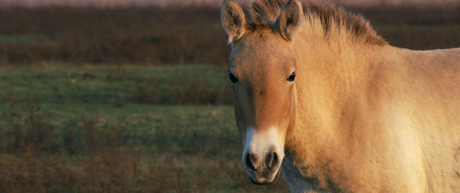 Ungarns wilde Pferde - In den Weiten der Puszta - Filmfotos