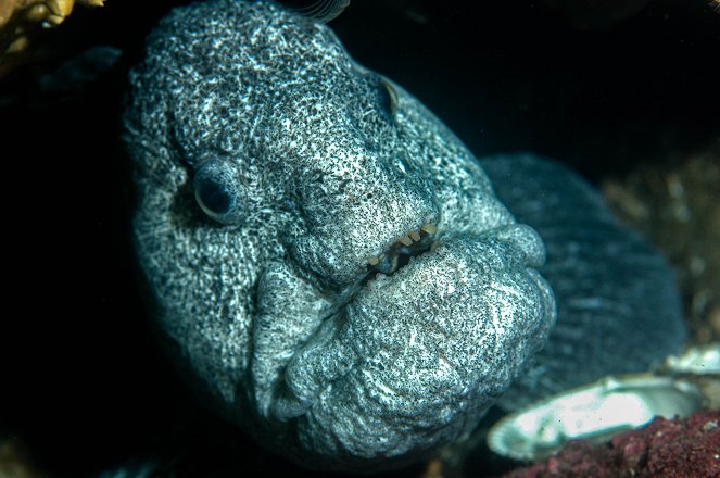 Ocean's Weirdest - Photos