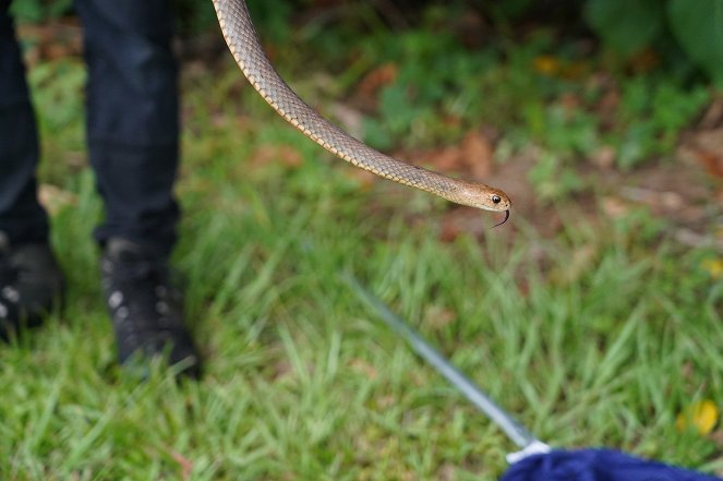 Aussie Snake Wranglers - Do filme