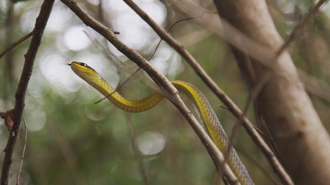 Snake Security - Schlangenalarm in Australien - Filmfotos