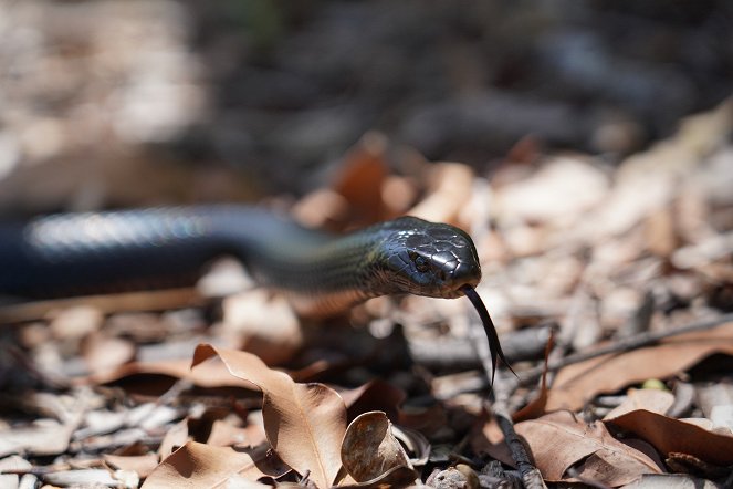Aussie Snake Wranglers - De la película
