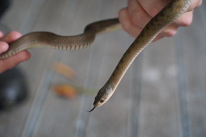 Snake Security - Schlangenalarm in Australien - Filmfotos