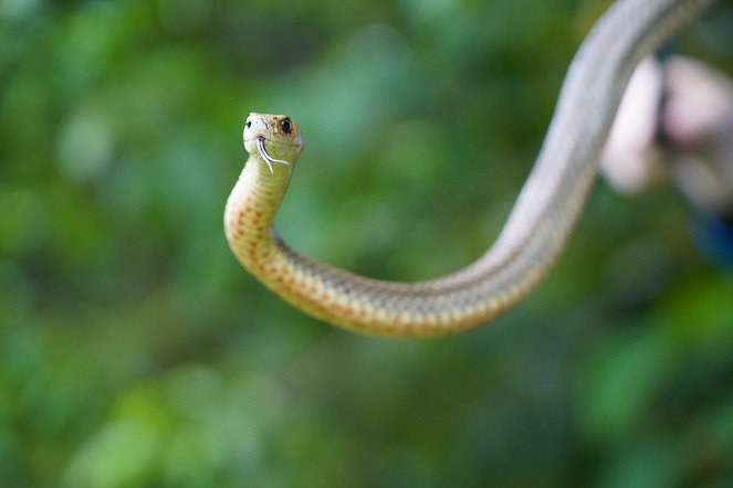 Aussie Snake Wranglers - De la película