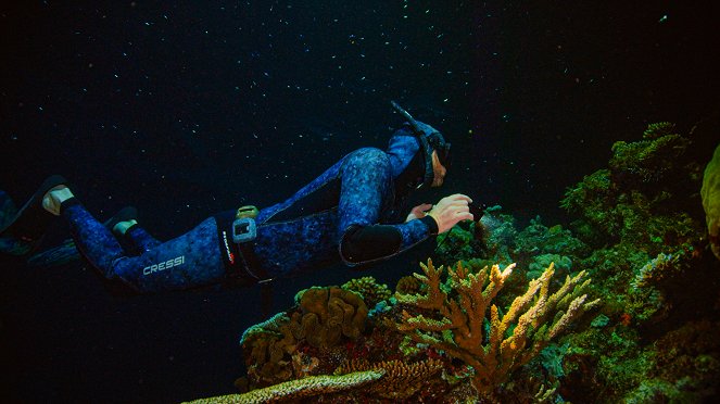 Iso koralliriutta - Kuvat elokuvasta