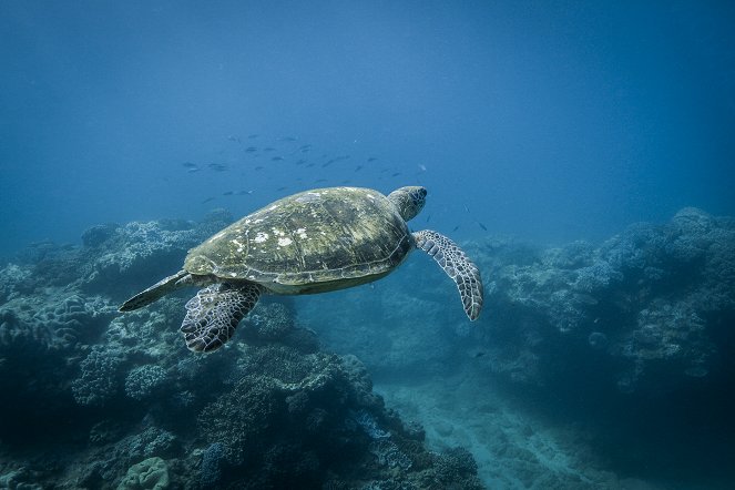 Great Barrier Reef: The Next Generation - Photos
