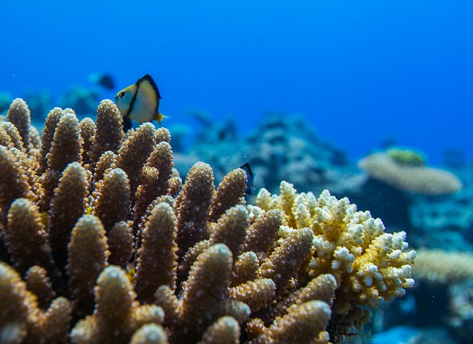Iso koralliriutta - Kuvat elokuvasta