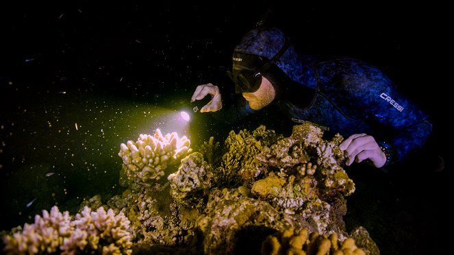 Great Barrier Reef: The Next Generation - Van film