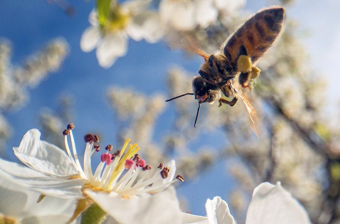 Divoké včely - Z filmu