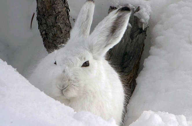 Winter in den Schweizer Alpen - Wie Tiere überleben - Filmfotos