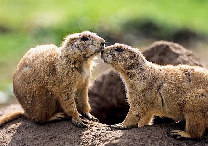 BBC Animals Behaving Badly - The Mating Game - Photos