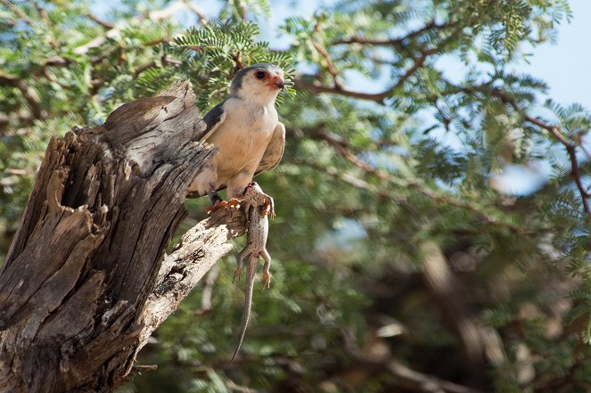 BBC Animals Behaving Badly - Hunger Wars - Photos