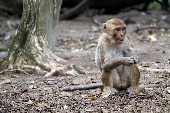 BBC Animals Behaving Badly - Hunger Wars - Photos