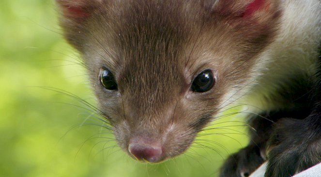BBC Animals Behaving Badly - Survival - Z filmu