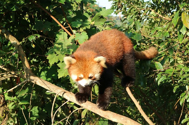 China's Wild Side - Photos