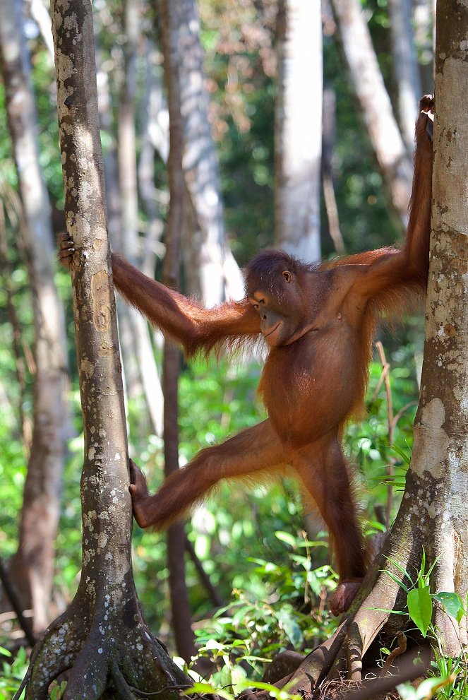 Universum: Die wunderbare Welt der Affen - Filmfotos